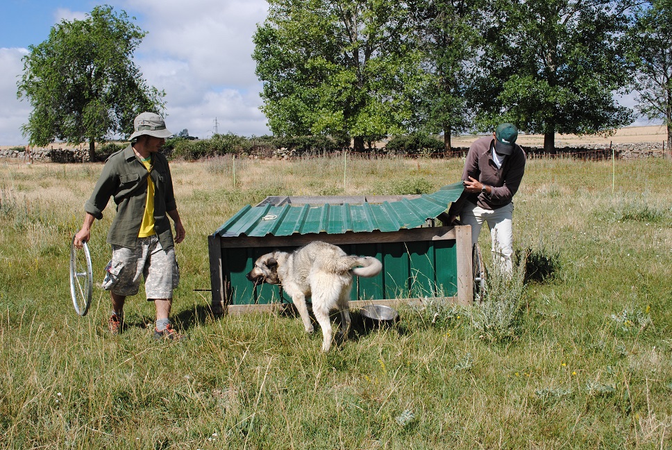 Antonio está experimentando, con excelentes resultados, la integración de gallinas en el sistema de manejo de praderas, tras las vacas, estilo Polyface Farms