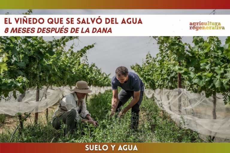 El viñedo que se salvó del agua: ocho meses después de la dana