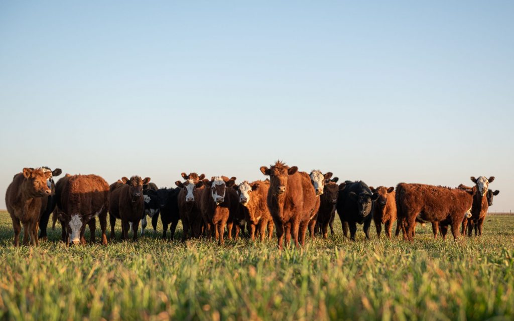 Alianza por la Agricultura Regenerativa
