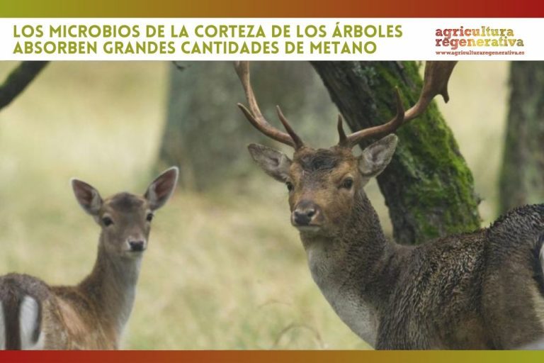 Los microbios de la corteza de los árboles absorben grandes cantidades de metano