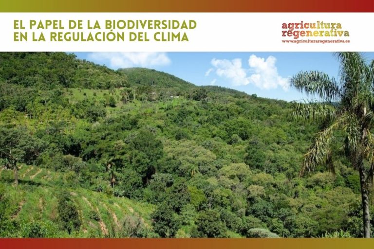 El papel de la biodiversidad en la regulación del clima