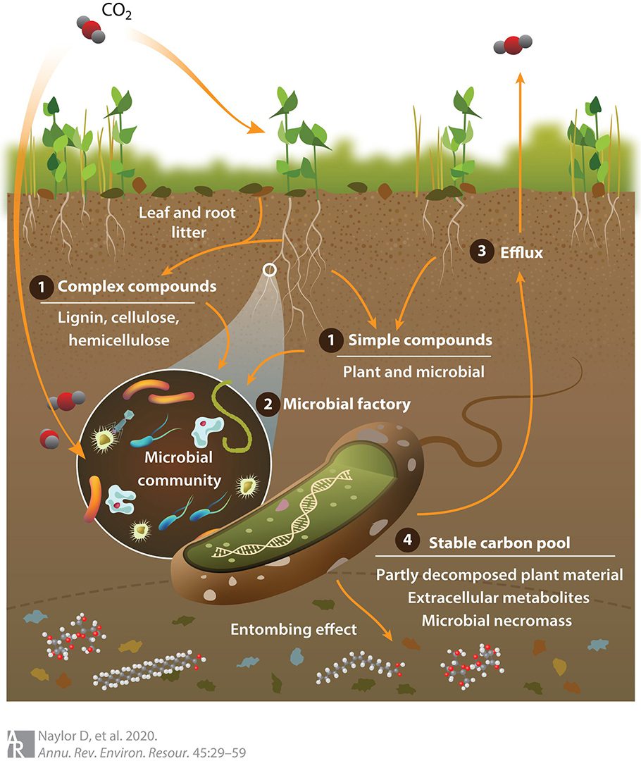 Microorganismos del suelo: la biodiversidad que sostiene la vida