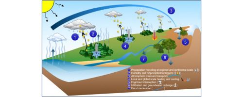 ciclo corto del agua