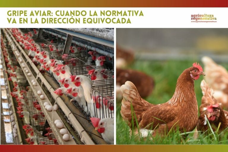 Gripe Aviar: cuando la normativa va en la dirección equivocada