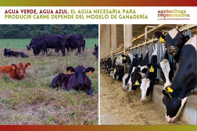 Agua verde, agua azul: el agua necesaria para producir carne depende del modelo de ganadería